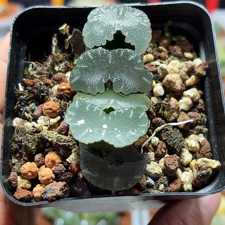 十二卷多肉白熊玉扇