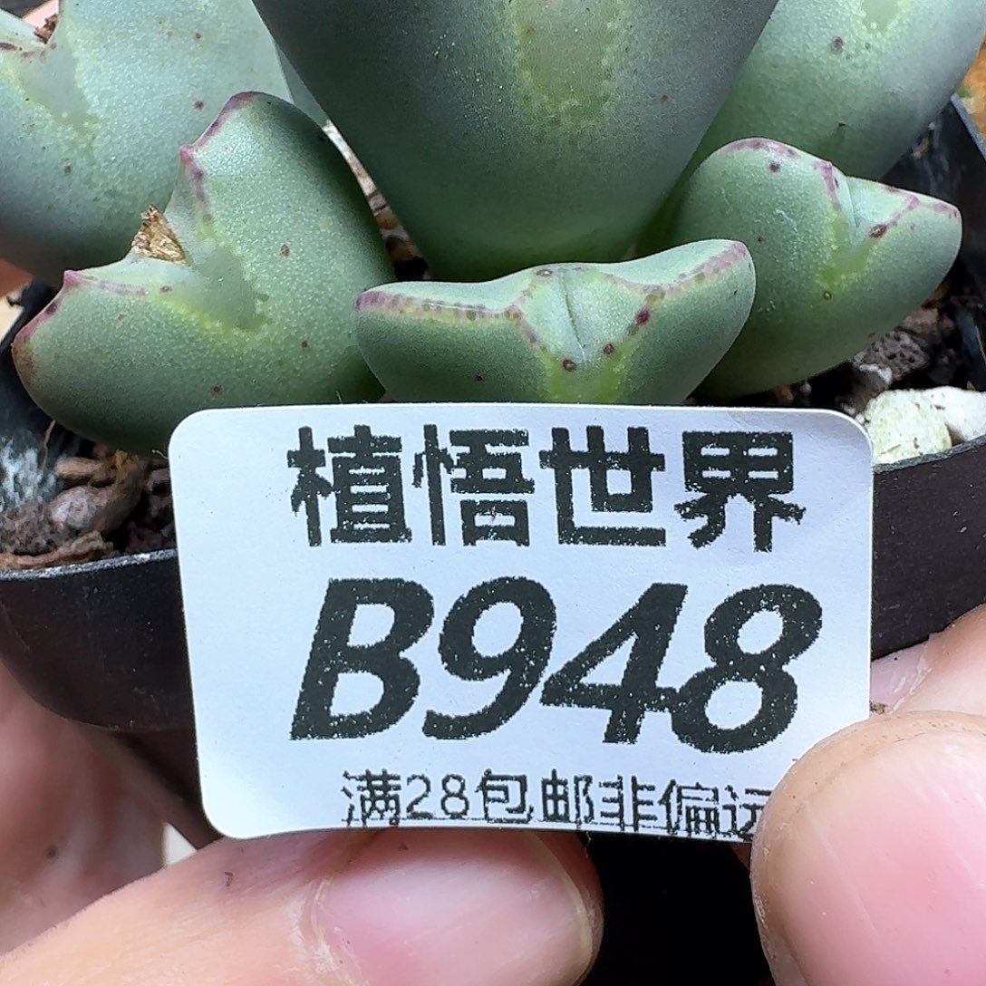多肉植物的润泽rgh