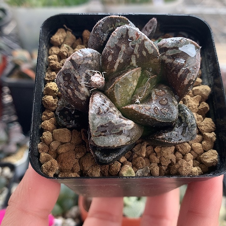 虎克船长一物一拍带盆