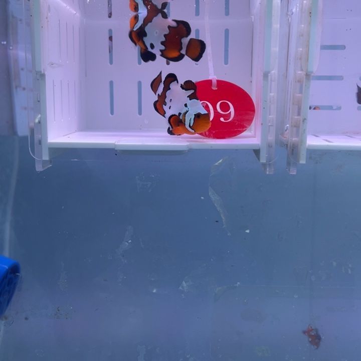 海水鱼精品血印一对4-5