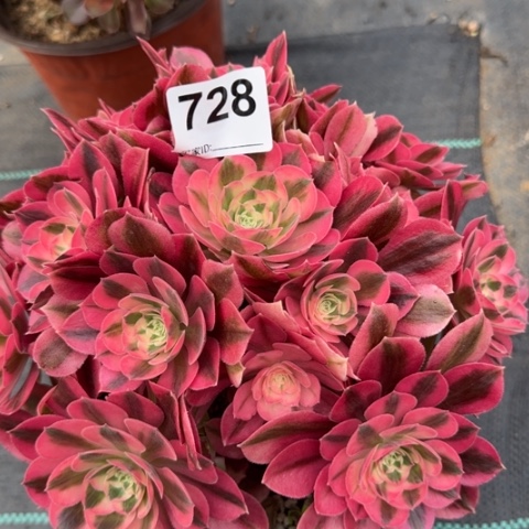 728女巫20厘米左右