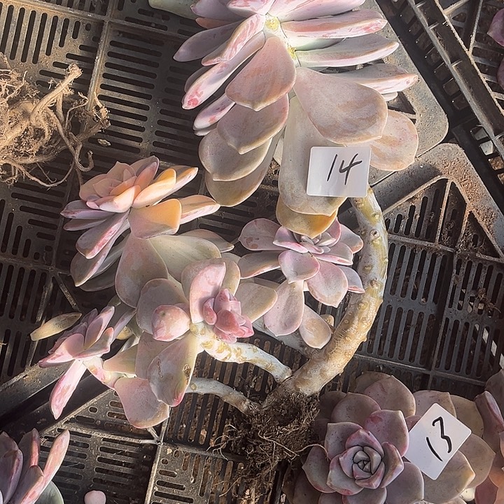 雪***花紫乐景14号多肉植物瑕疵