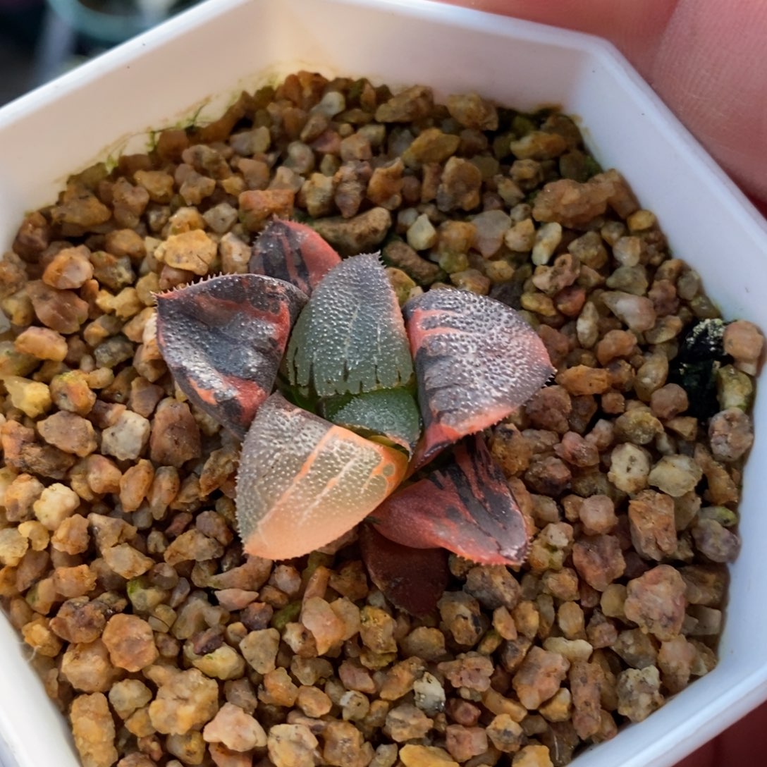 一颗实生克锦 元旦福利