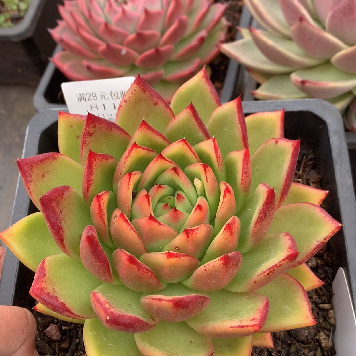 【闪购商品】云811号