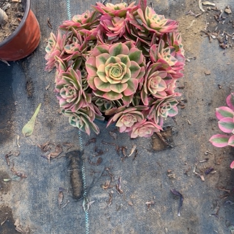 粉女巫22多肉植物法师