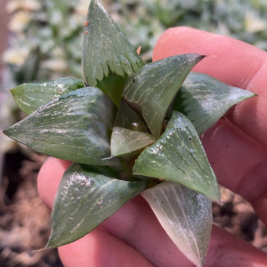 风***月1941 一颗福利。   