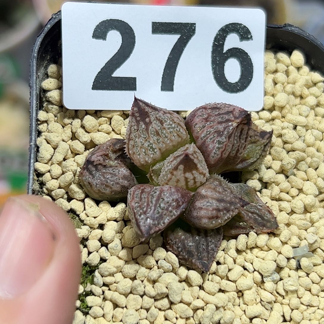 皇妃变异十二卷多肉