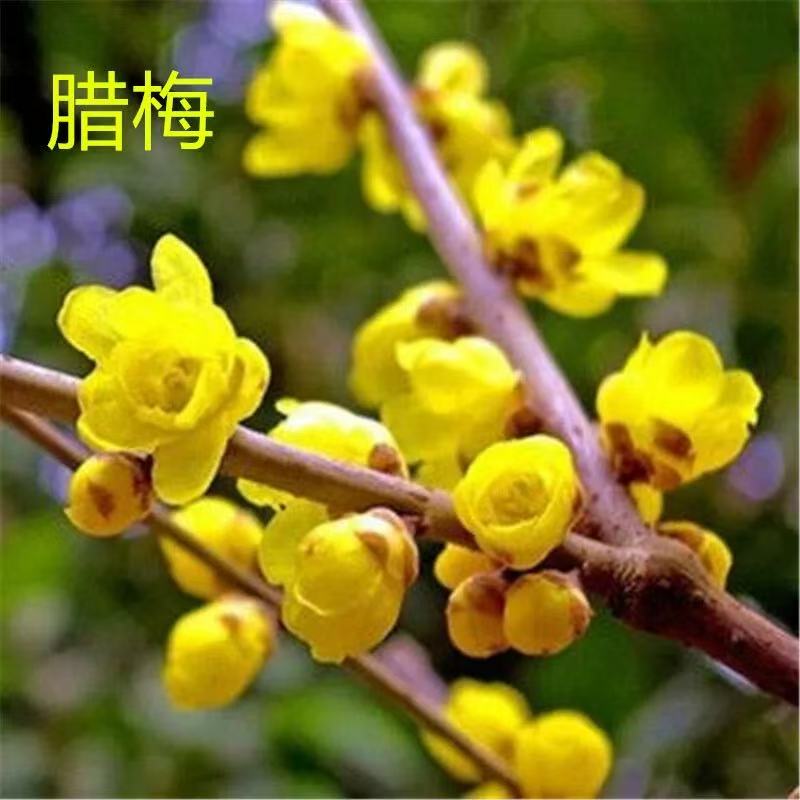 腊梅花树苗盆栽浓香型室内四季耐寒花卉阳台易活老桩盆景素心蜡梅
