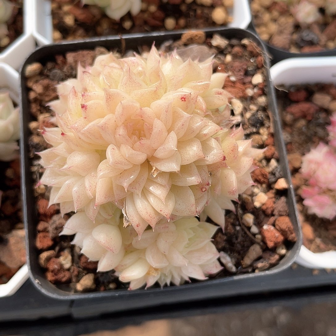 优选麦秆福利218