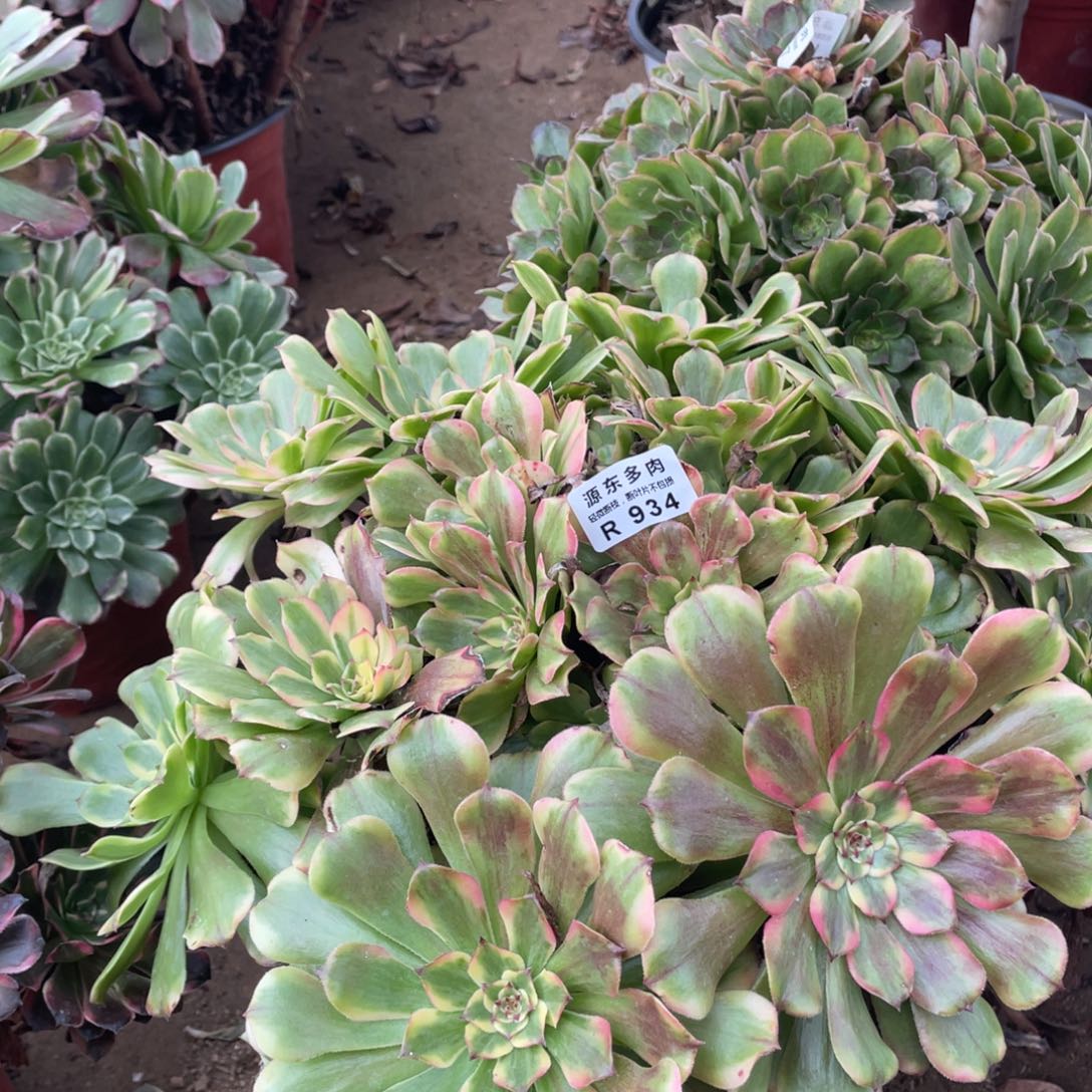 934沙皇多肉法师断枝不包