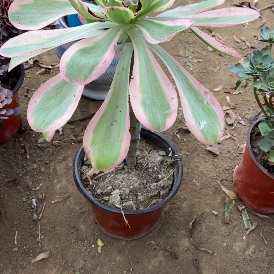 无花朵17号链接燕之景法师