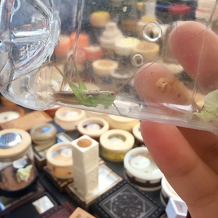 桂***高糖果1只啊啊啊啊啊