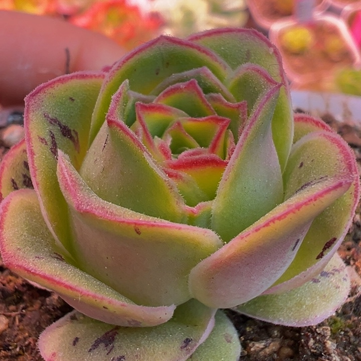 黛嫣 t09.        多肉