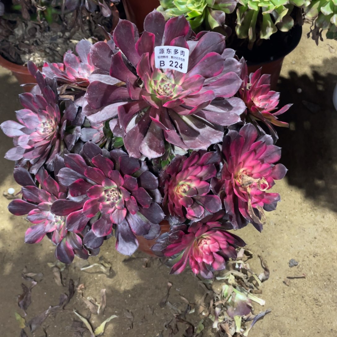 224烟华多肉法师断枝不包