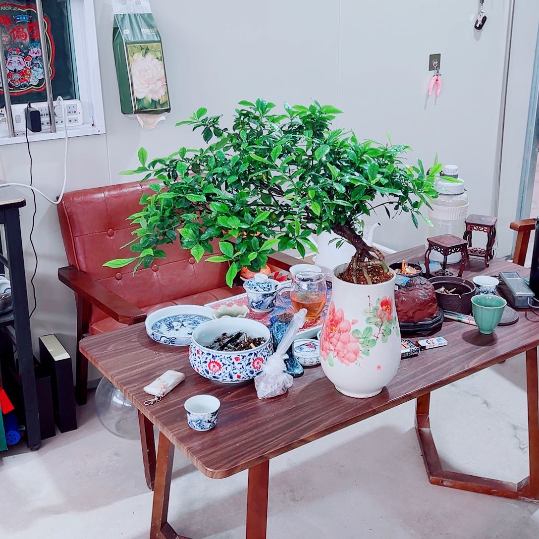 无花朵海岛栀子花一物一拍