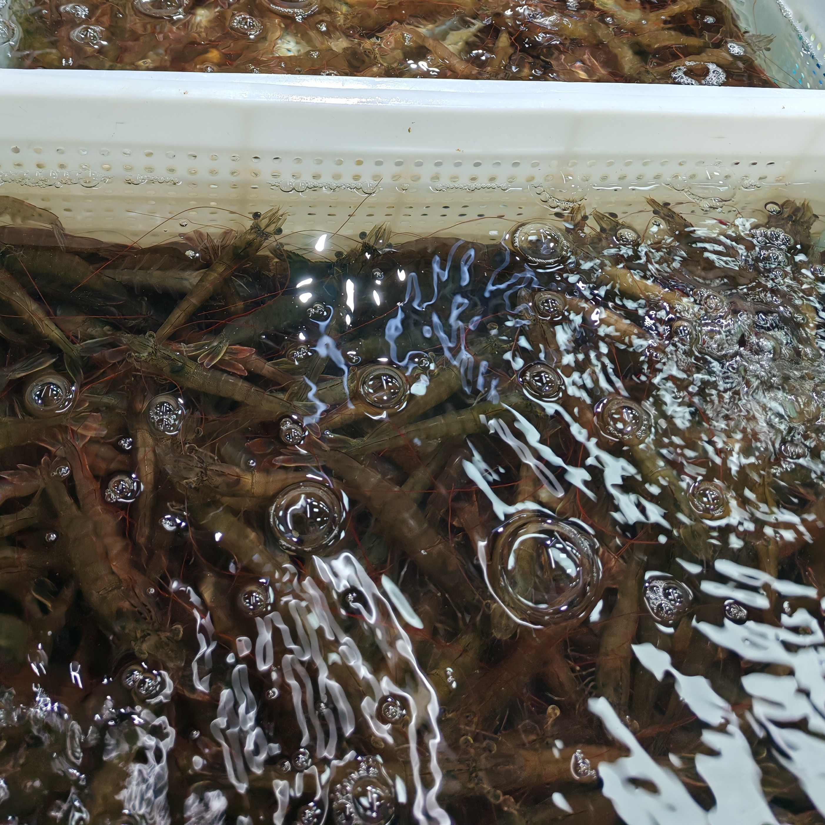 鲜活基围虾250克