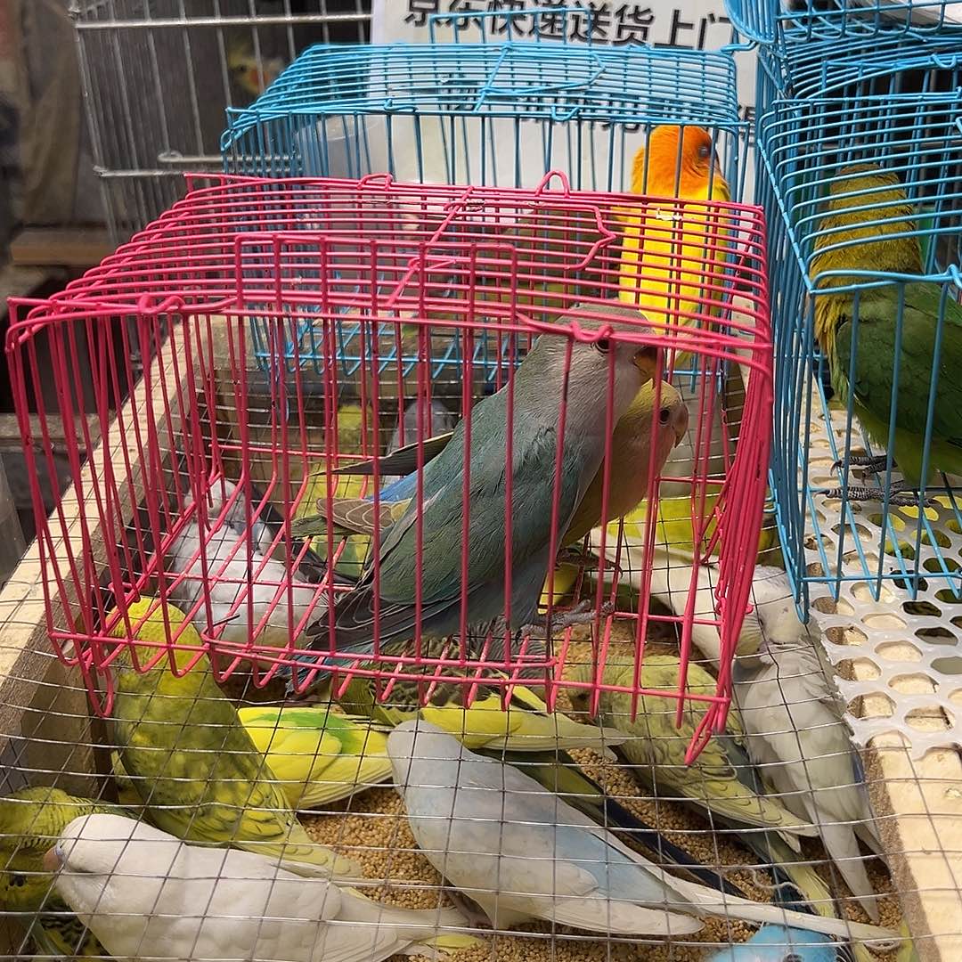 感***恩桃脸牡丹鹦鹉绿金顶蓝腰2只