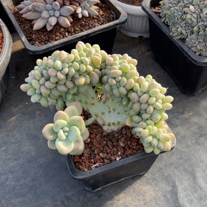 【闪购商品】红洛神缀