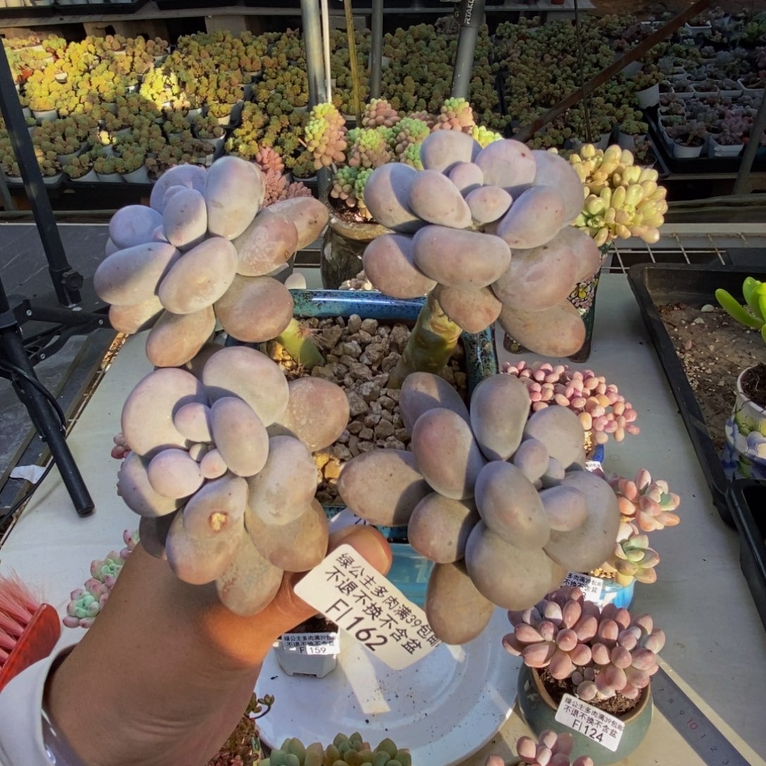 162芭比奶多肉10cm