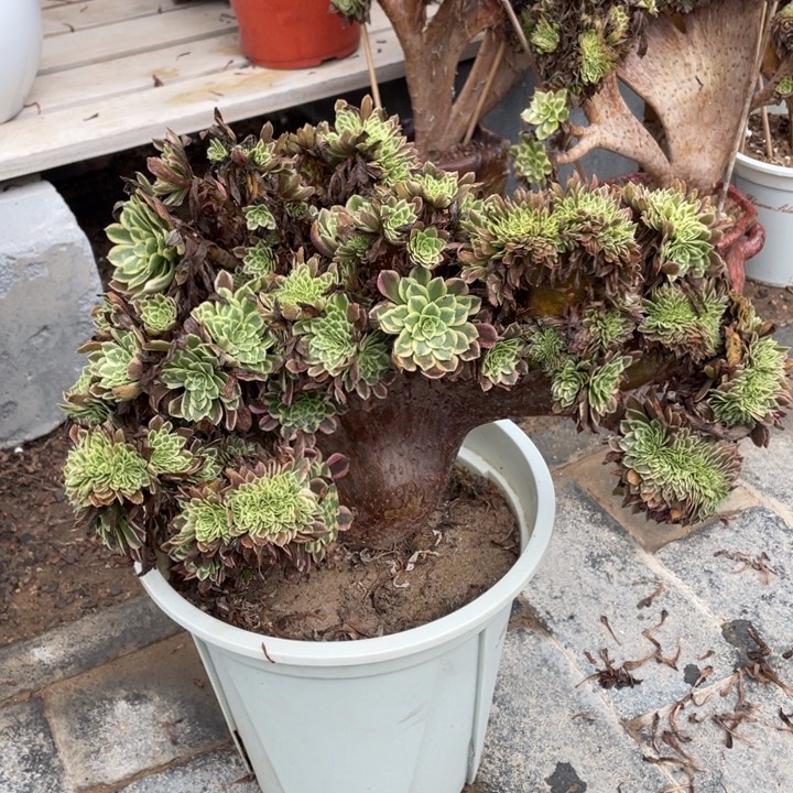法师老庄缀化朝霞