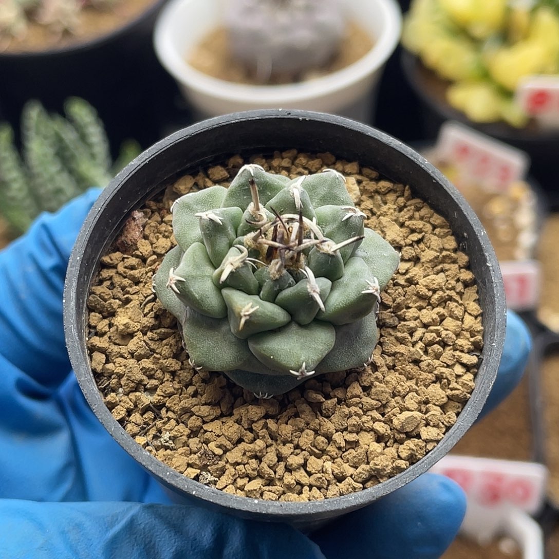 实生大尤赤花娇丽仙人球紫花