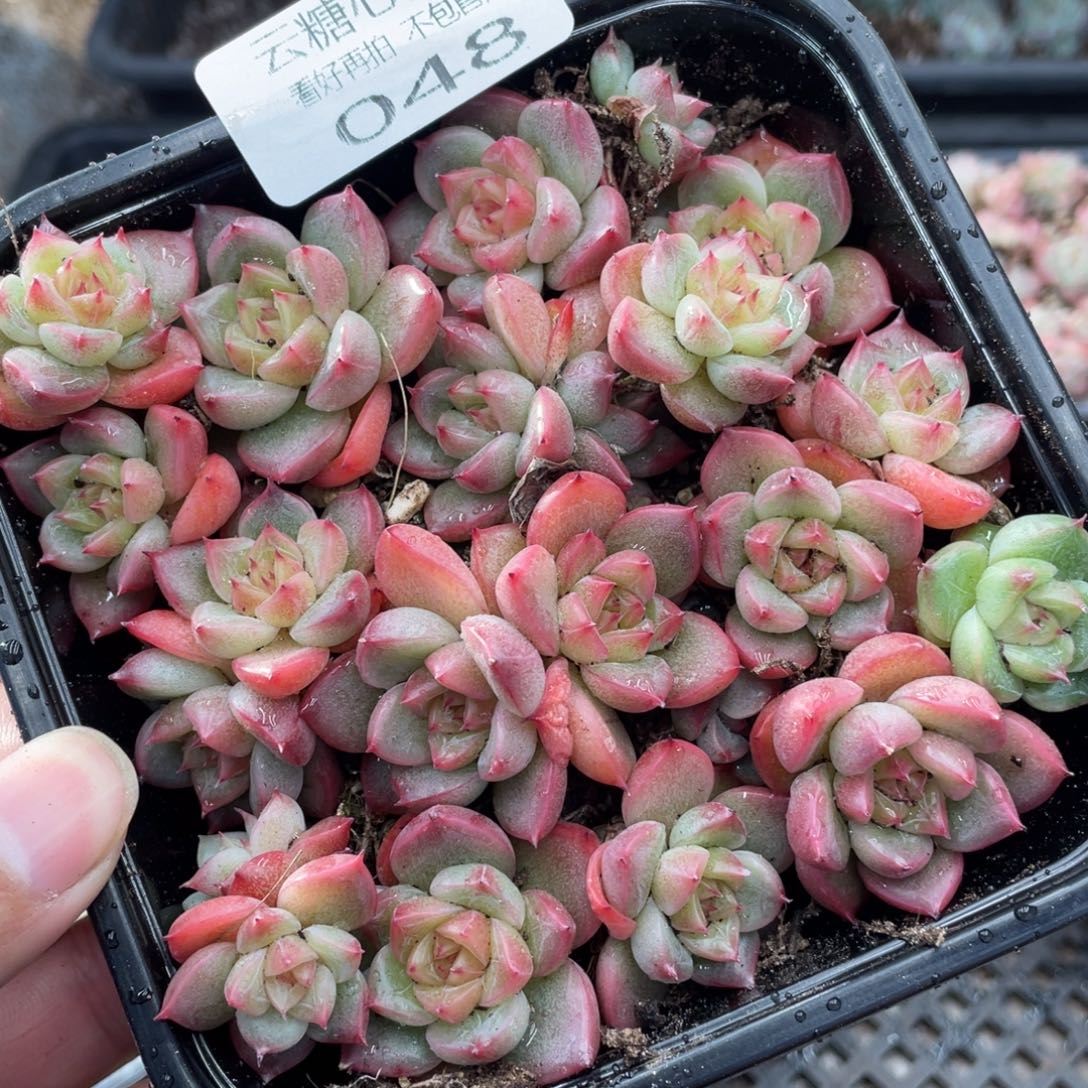 云糖心多肉植物48