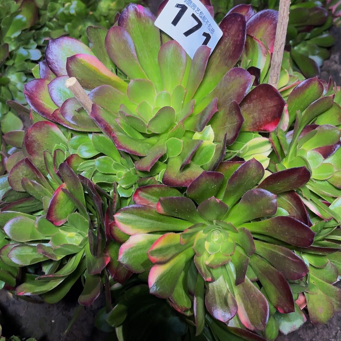 红陶法师法师2-9包邮法师