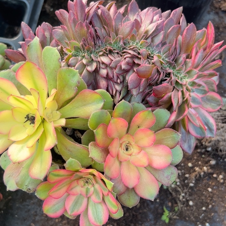 多肉3颗子母单➕黑膜缀不售后