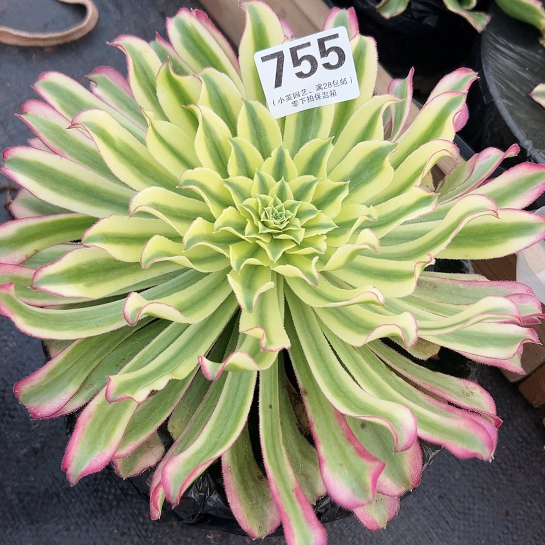 多肉植物755绿体仙墨