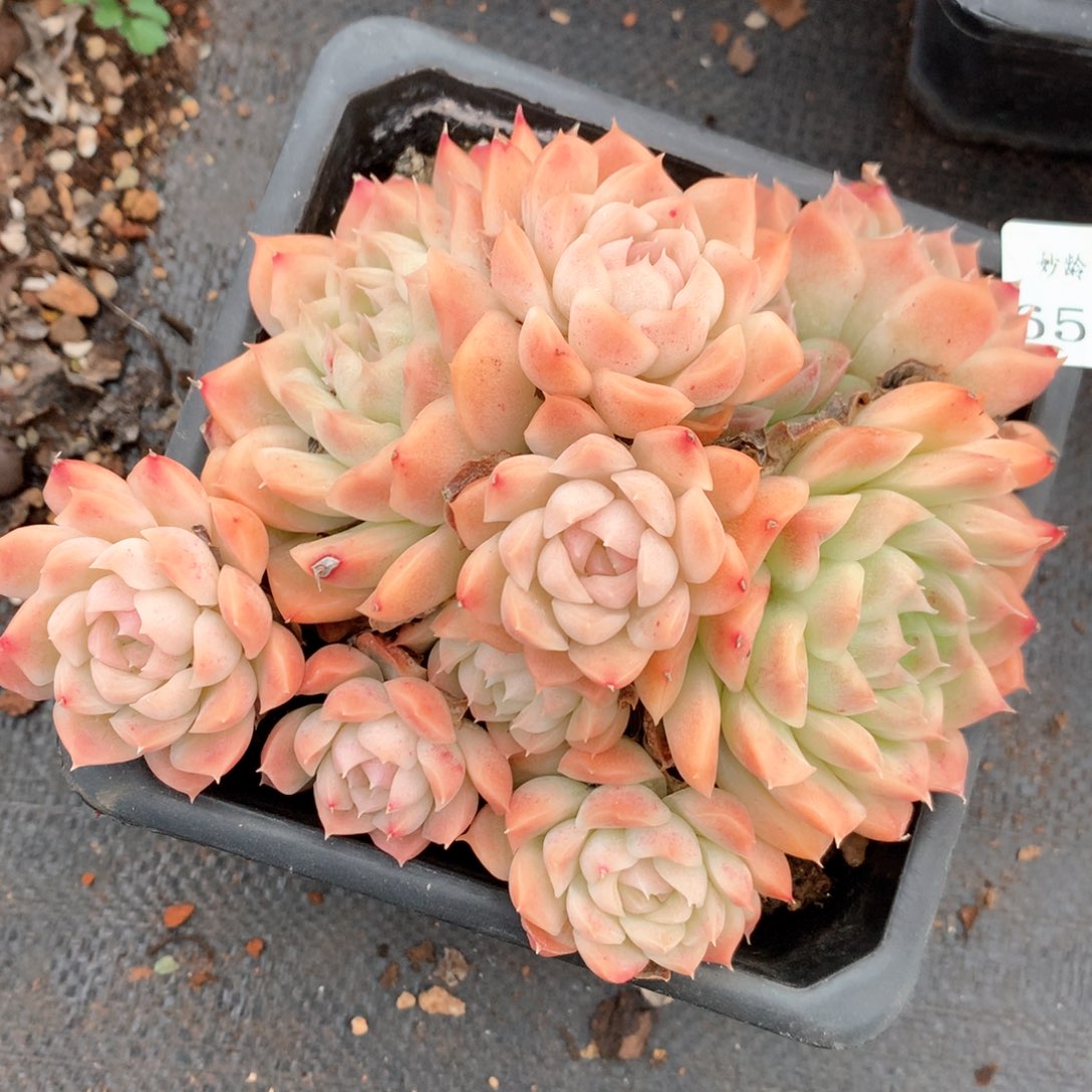 6515不包掉头整散不售后