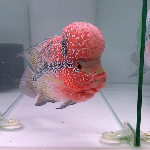 海水鸿运罗汉一条aaa