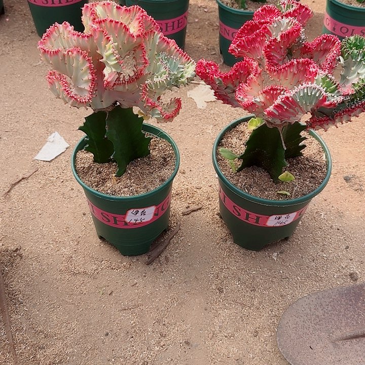 好养易活，懒人植物