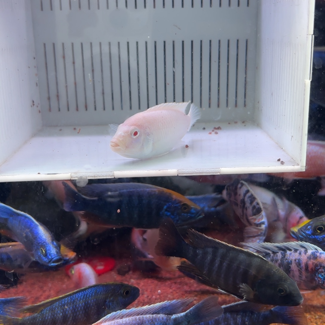 啊***峰慈鲷鱼直播41号3条