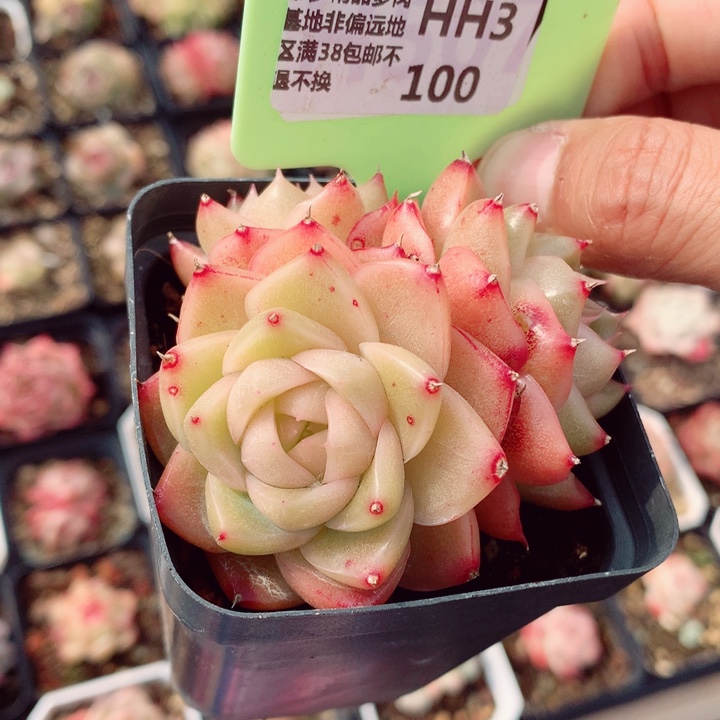 麦秆7cm不包整群