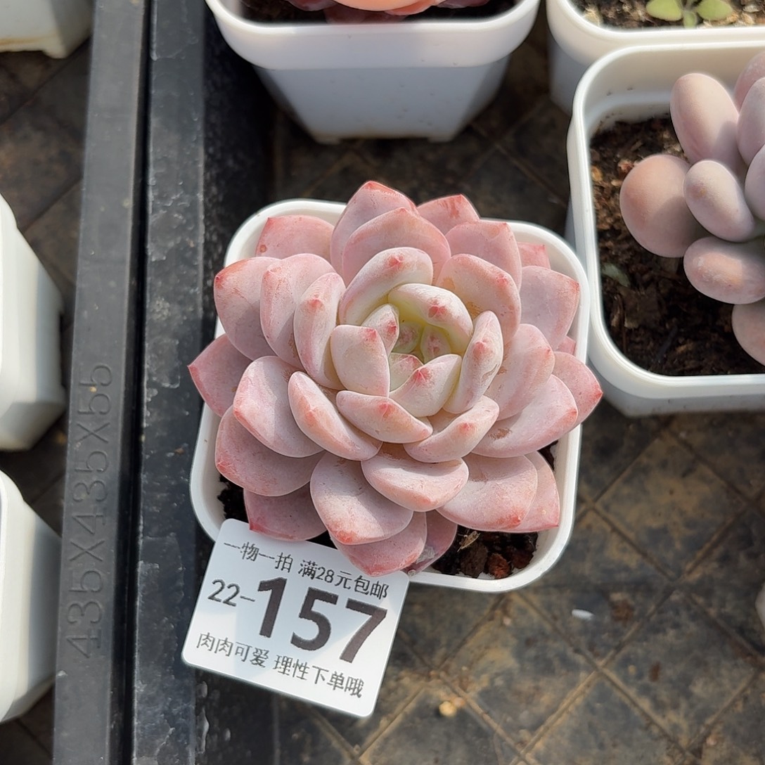 橙梦露无盆土发货