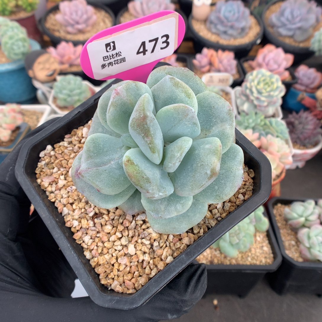 473 灭心爆头冰玉石化