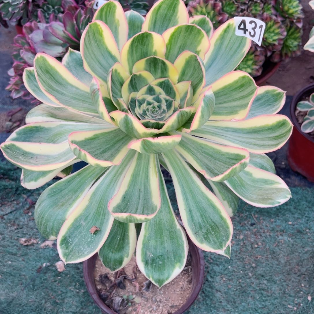 431燕姿锦多肉法师