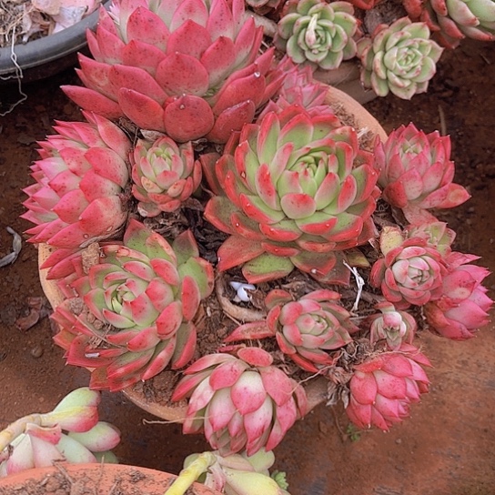 多肉植物。。。。。。。。。。。