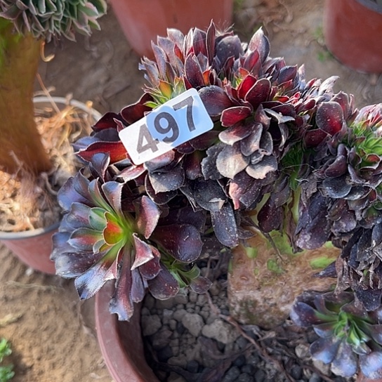 Z***Y多肉植物一个花那