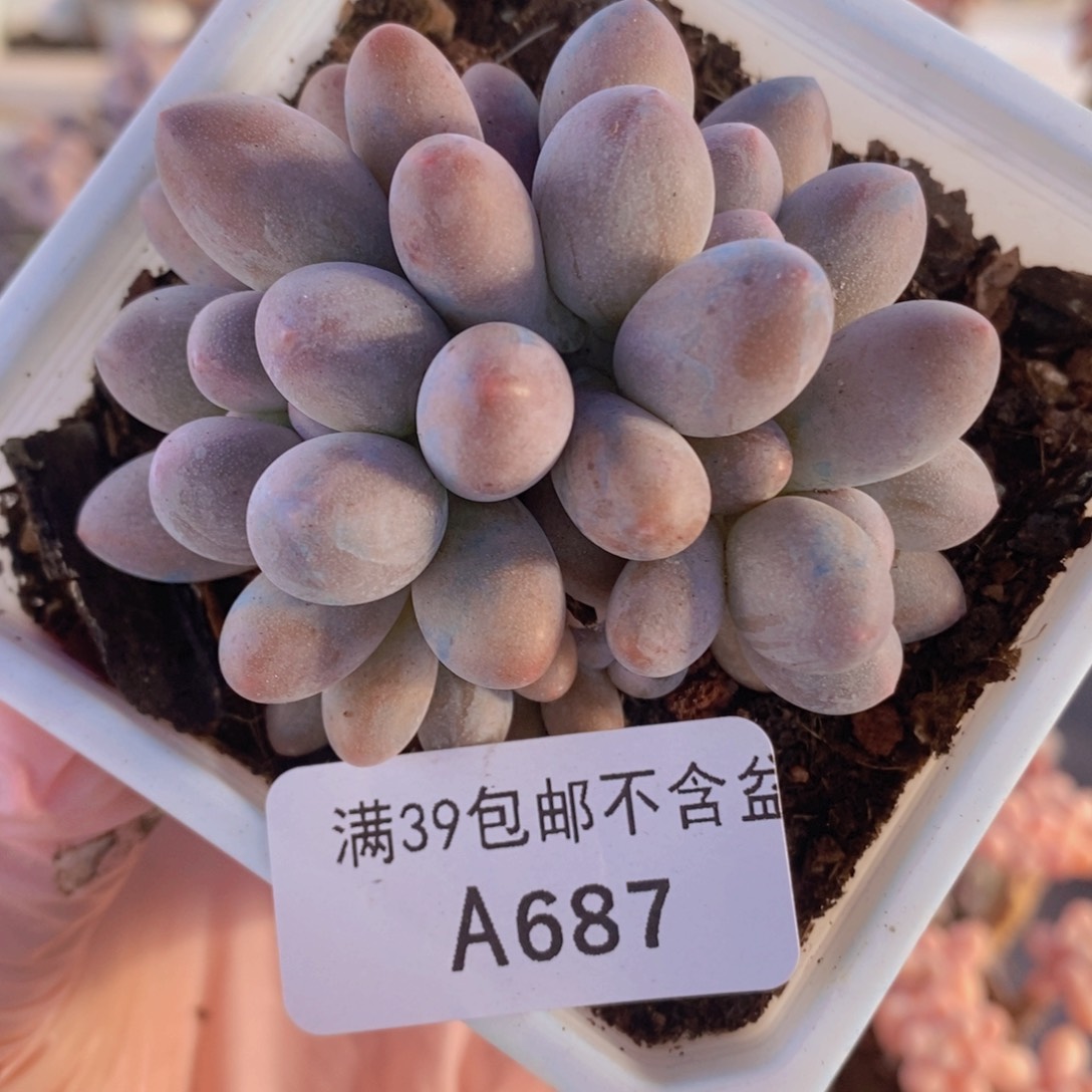 汤圆6cm687多肉植物