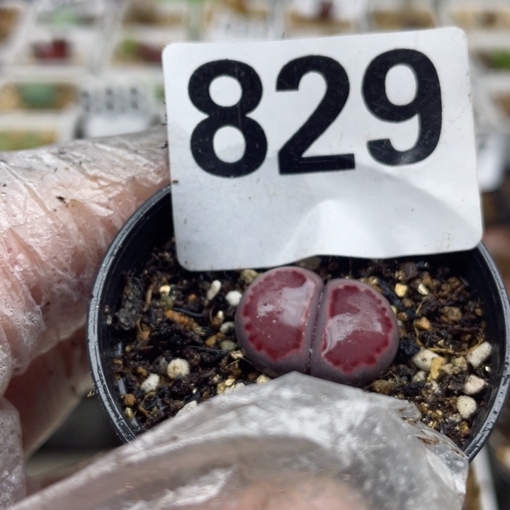 829紫饼干母本带盆