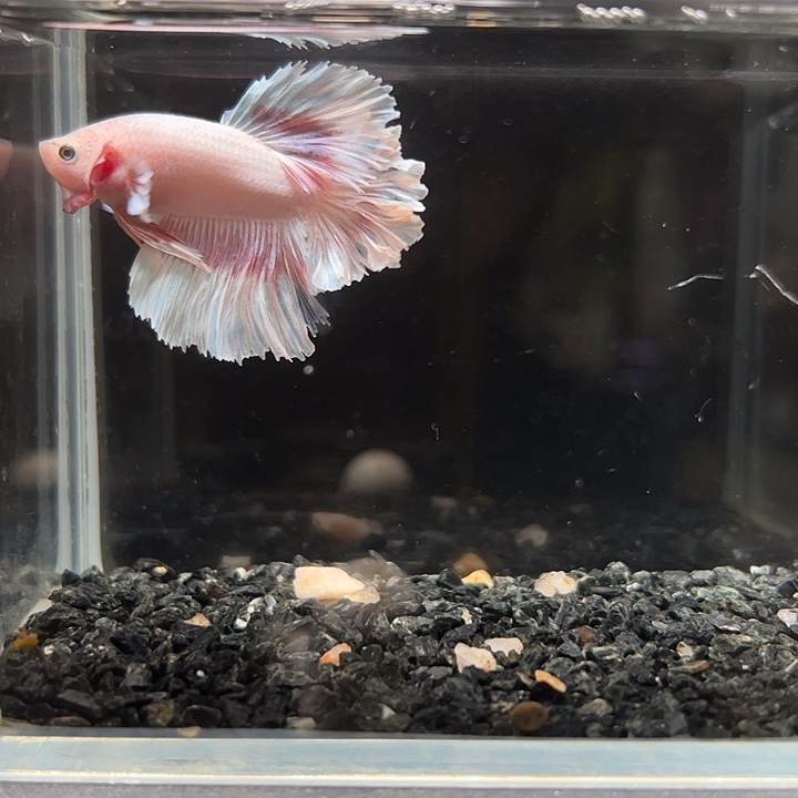 斗鱼跑單拉黑25日17