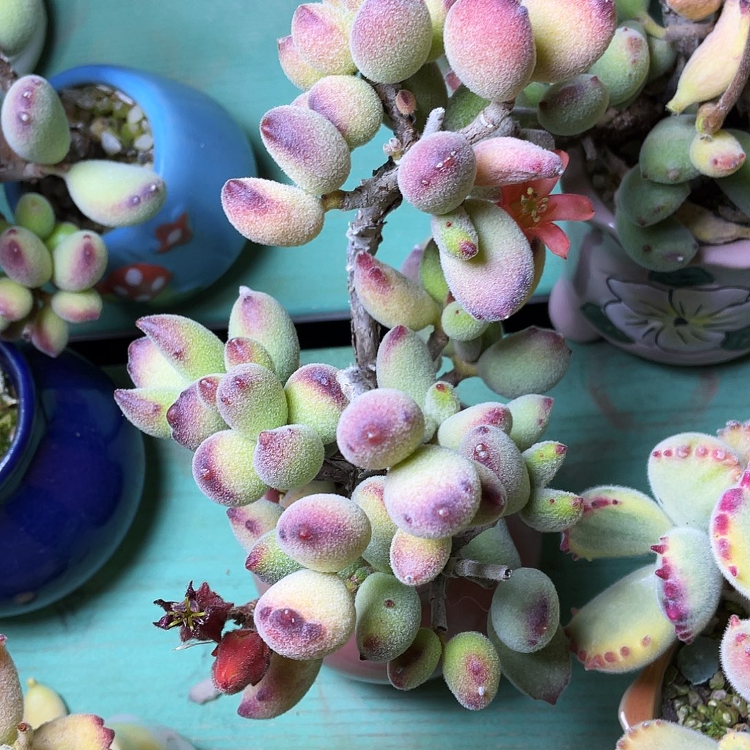 简***寒多肉植物的生长发育和生长发育等方面的研究