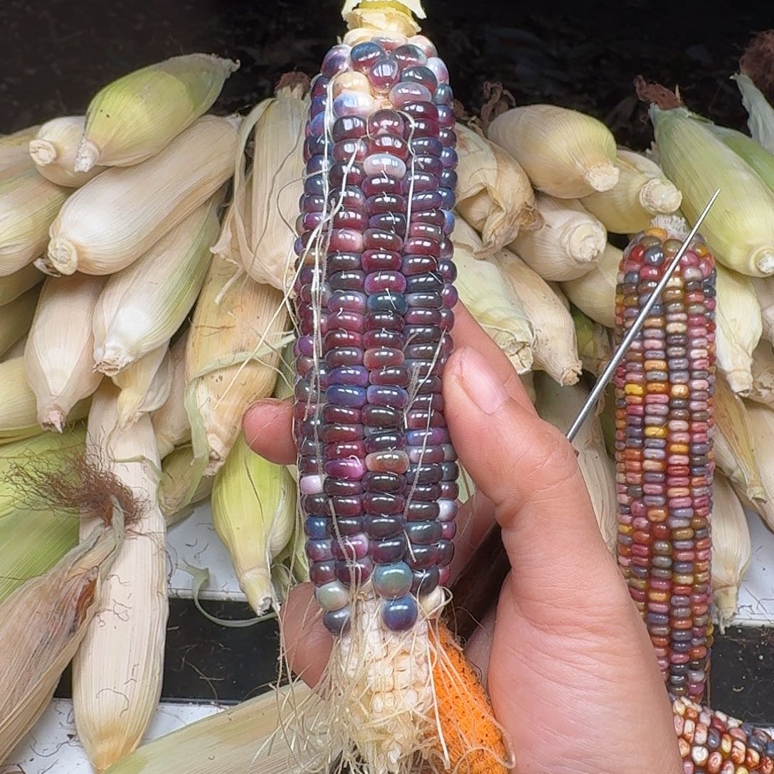 狐***精柏香籽/百香籽吊坠