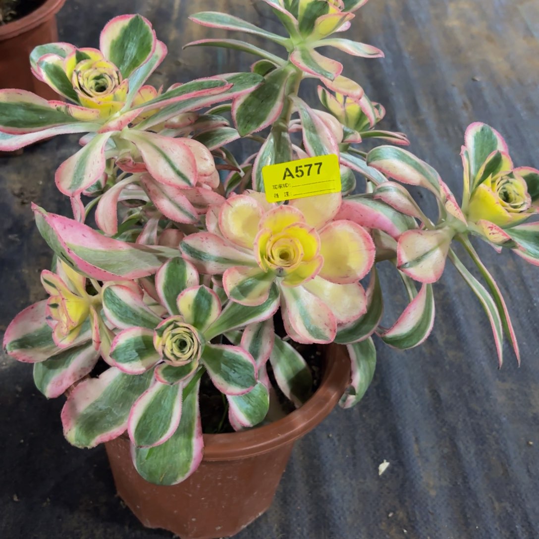无花朵577颜紫锦法师多肉植物