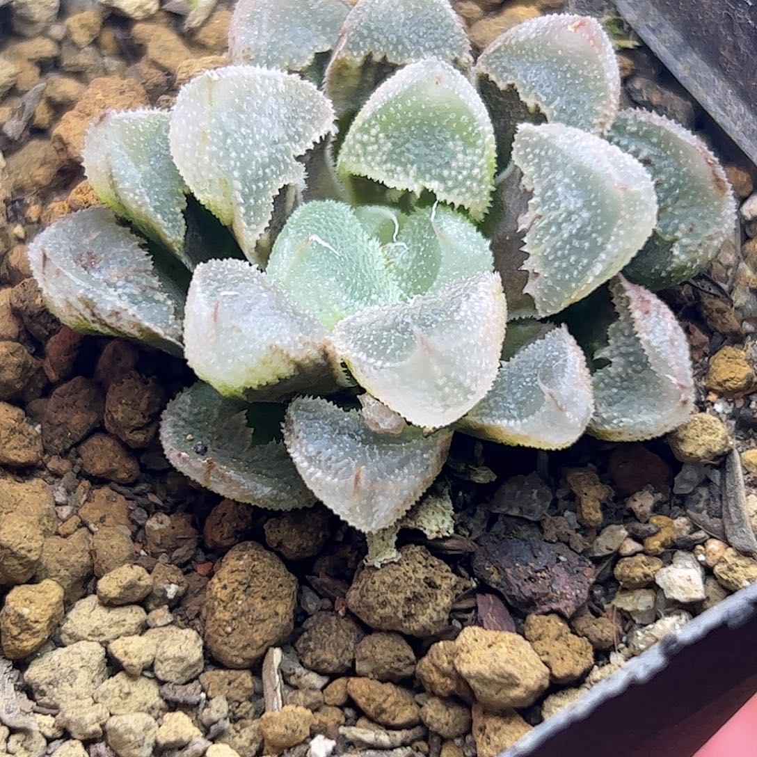 白帝城全窗白帝城十二卷