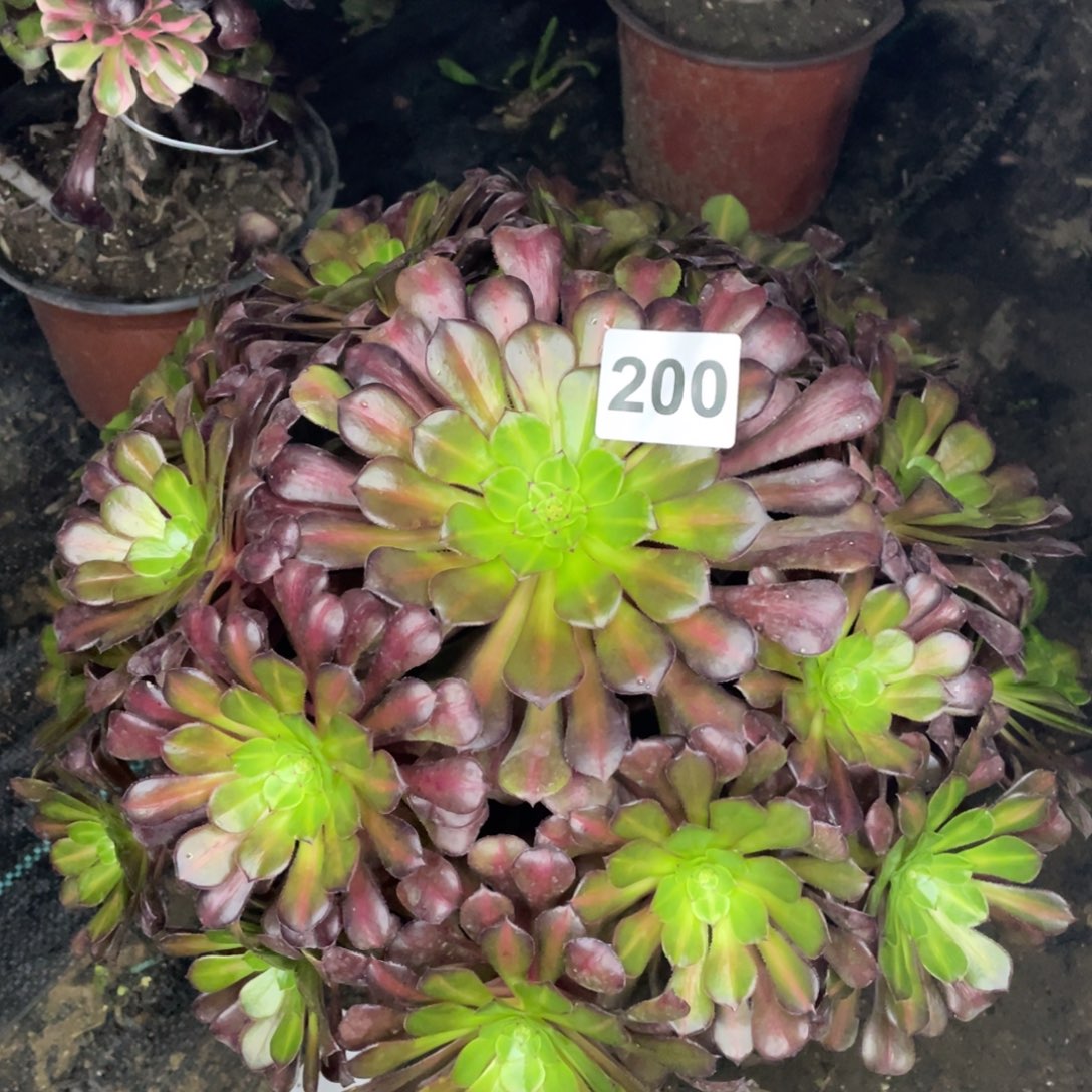 200号桐湖中班锦