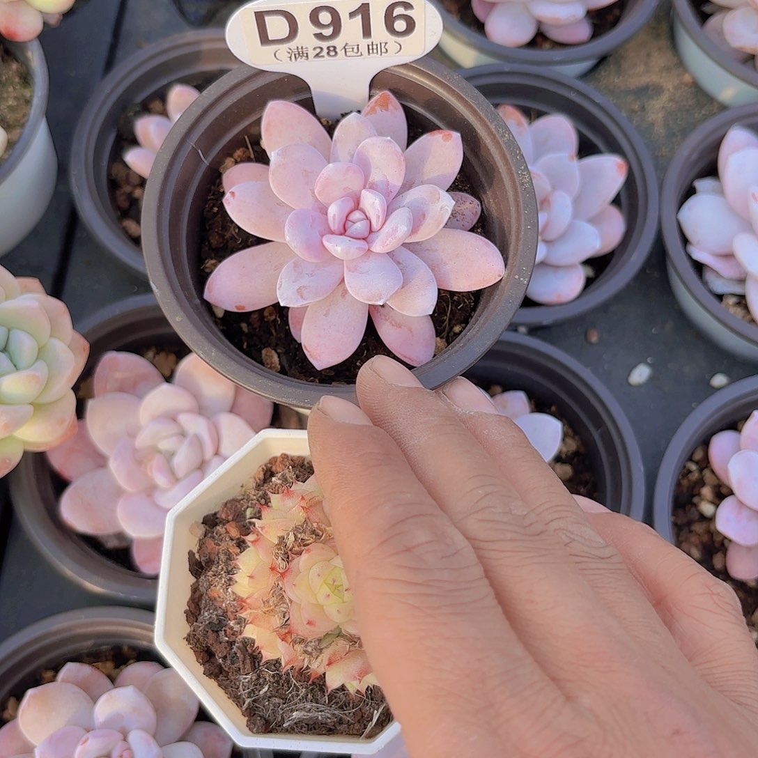 k****萌D916粉雪莲一物一拍