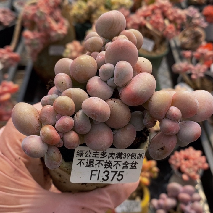 腰子桃蛋8cm375多肉植物