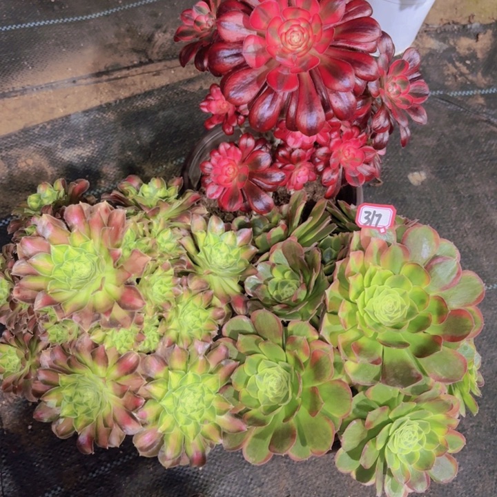 一物一拍组合3个317